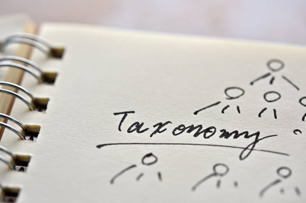 ‘Taxonomy’ written in a notebook surrounded by sketches.